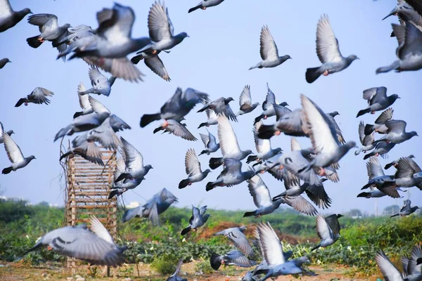 Haustauben Wildtauben Gujarat Indien Schwärmen Flug Gegen Blauen Himmel Haustauben — Stockfoto