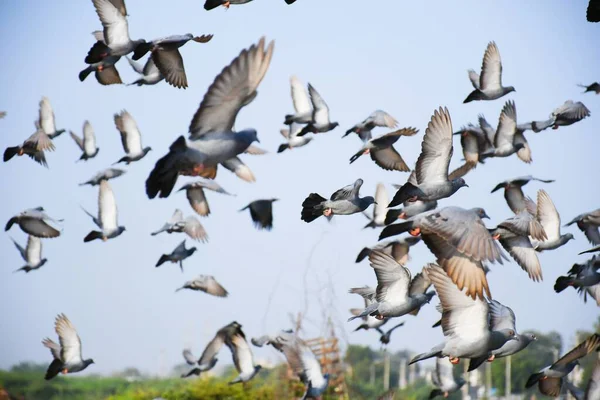 Haustauben Wildtauben Gujarat Indien Schwärmen Flug Gegen Blauen Himmel Haustauben — Stockfoto