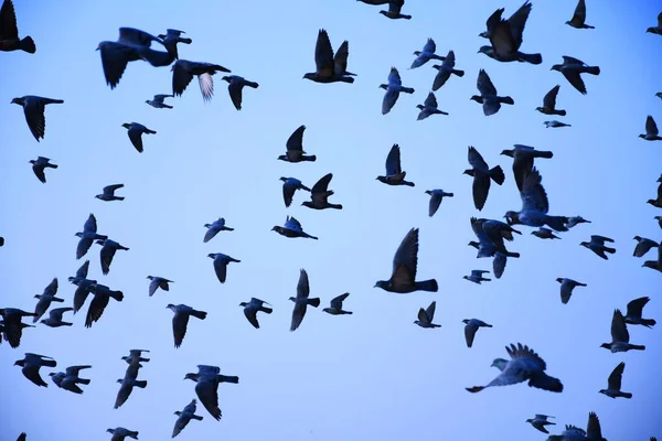 Haustauben Wildtauben Gujarat Indien Schwärmen Flug Gegen Blauen Himmel Haustauben — Stockfoto