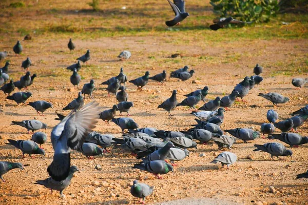 国内のハト フェラル グジャラート州 インド が青空に向かって飛び立つ群れ国内のハト フェラル 空を飛ぶ鳥 — ストック写真