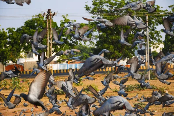 国内のハト フェラル グジャラート州 インド が青空に向かって飛び立つ群れ国内のハト フェラル 空を飛ぶ鳥 — ストック写真