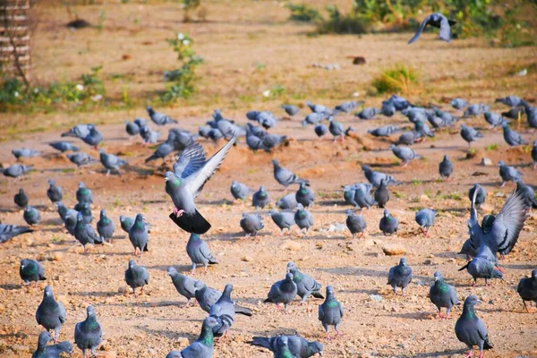 Pigeons Domestiques Pigeons Sauvages Gujarat Inde Volent Contre Ciel Bleu — Photo