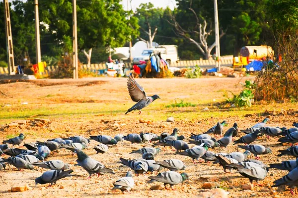 Gołębie Domowe Dziki Gołąb Gujarat Indie Stado Locie Przeciwko Błękitnemu — Zdjęcie stockowe
