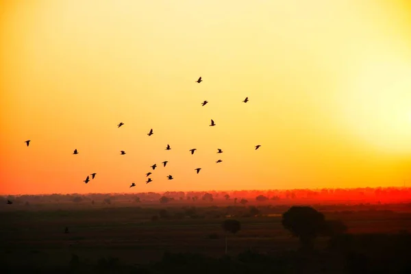 古吉拉特 群居在蓝天下 鸟儿在空中飞翔 — 图库照片