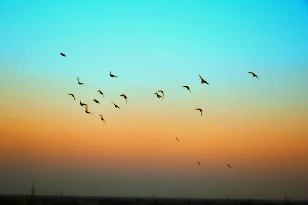 Domestic Pigeons Feral Pigeon Gujarat India Flock Flight Blue Sky Royalty Free Stock Images