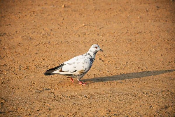 Domestic Pigeons Feral Pigeon Gujarat India Flock Flight Blue Sky Stock Photo