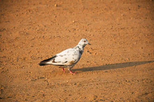 Domestic Pigeons Feral Pigeon Gujarat India Flock Flight Blue Sky Stock Picture