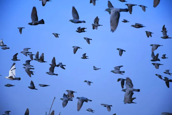 Domestic Pigeons Feral Pigeon Gujarat India Flock Flight Blue Sky Stock Image