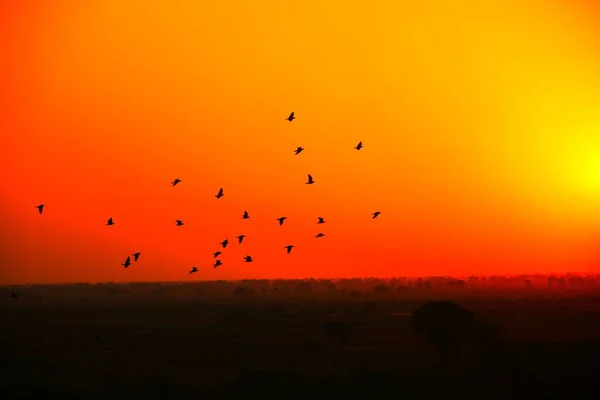 Domestic Pigeons Feral Pigeon Gujarat India Flock Flight Blue Sky Stock Picture