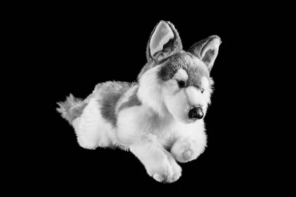 Toy of a northern Inuit dog — Stock Photo, Image