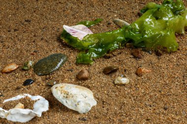 Deniz lahana kum üzerinde