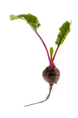 bir üst kısımları sebze ile taze pancar