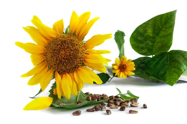 Sunflower and sunflower seeds — Stock Photo, Image