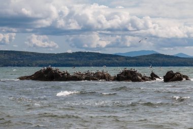 Martılar ile taşlı Adası