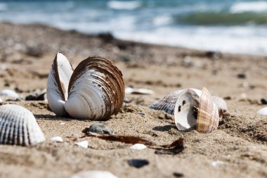 Kabukları üzerinde deniz kıyısı