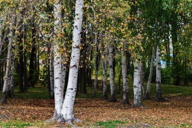 Birchwood Park