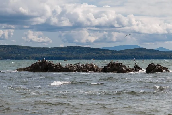 Martılar ile taşlı Adası