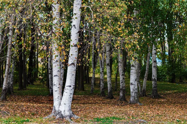 Birchwood Park — Stok fotoğraf