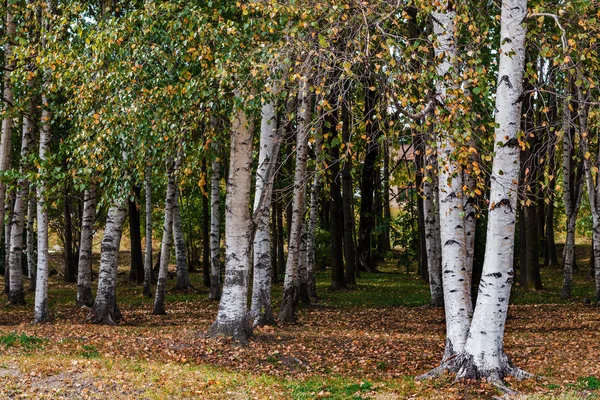 Birchwood nel parco — Foto Stock