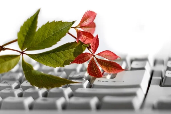 Klavyede sonbahar yaprakları