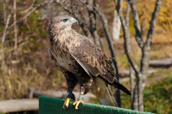 Predator Şahin ailesinin — Stok fotoğraf