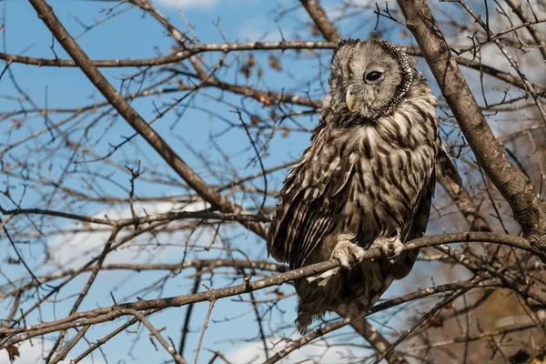Owl on a tree branch — Stock Photo, Image