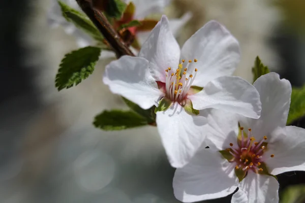 Ветви цветущей вишни — стоковое фото