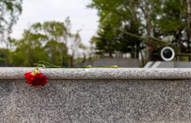 Şehir parkındaki askerlerin anıtındaki kırmızı karanfil çiçeği.