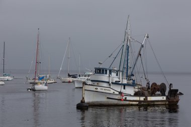 tarihi monterey liman ve marina