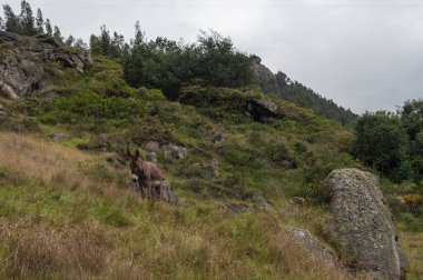 Andes dağlarında yalnız tatlı eşek.
