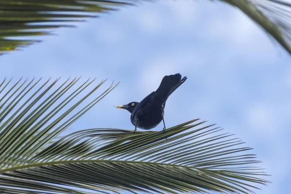 Oiseau noir sur une feuille de palmier — Photo