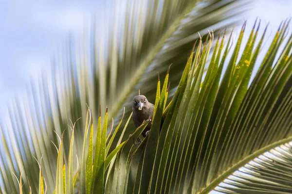 Oiseau qui regarde d'une feuille de palmier — Photo