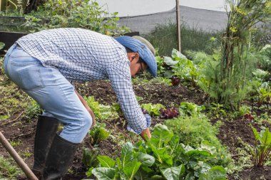 Genç Latin çiftçi yeşil sebzelerle çevrili bahçedeki toprağı temizliyor.