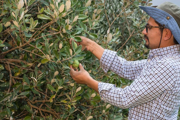 Fayjoa ağacında meyve arayan genç latin adam.