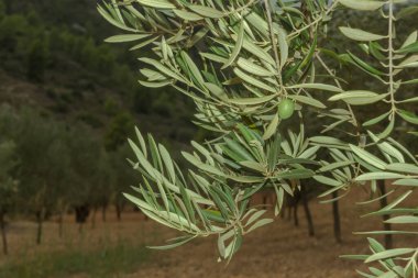 İspanya 'da yeşil zeytinli zeytin dalını kapat. Seçici odak