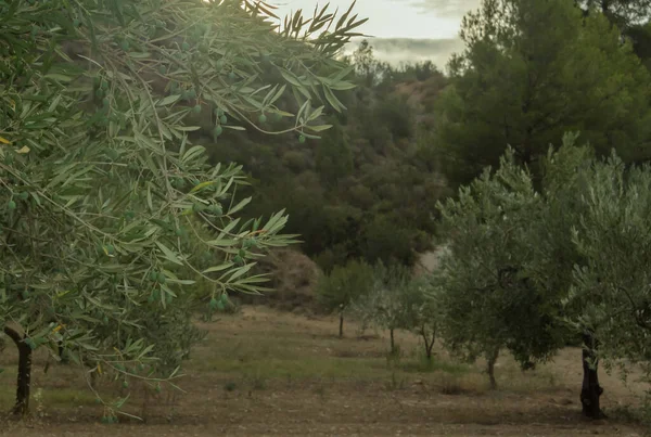 Ramo Olivo Con Olive Verdi Spagna Profondità Superficiale Del Campo — Foto Stock