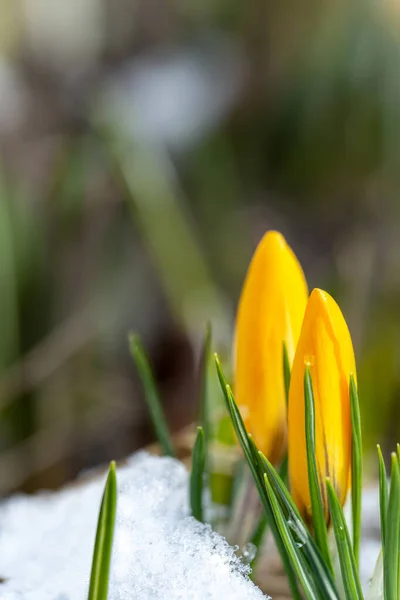 Crocus Dans Neige Humeur Printanière — Photo