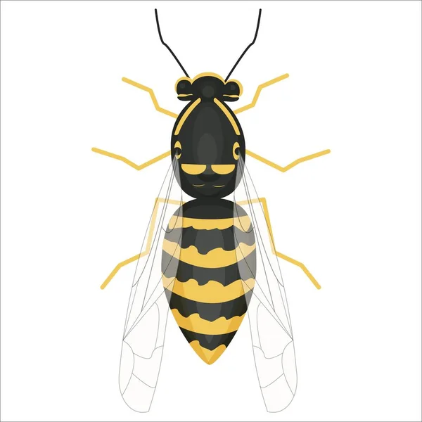 Bright colorful detailed Illustration of wasp in vector design. Graphic realistic insect. Isolated clipart on white background. — Stock Vector