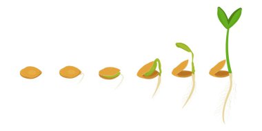 Tohumdan köke büyüyen bitkiler. İşlemin altı aşaması. Beyaz arka plan stok vektör illüstrasyonunda izole edilmiş. Tarım, bahçıvanlık, evrim kavramı.