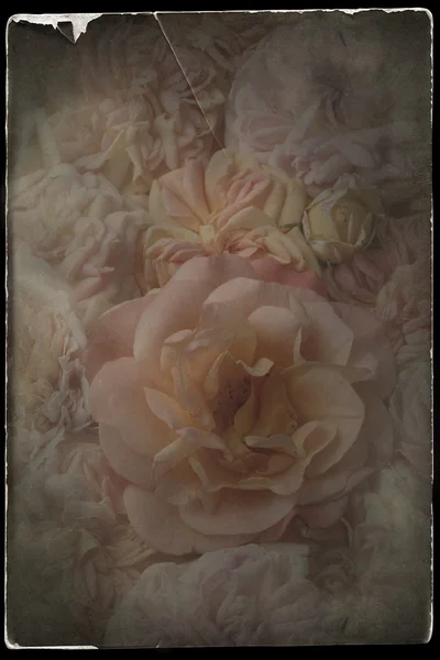 Roses romantiques vintage — Photo