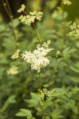 Erkeç sakalı (Filipendula ulmaria)