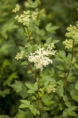Erkeç sakalı (Filipendula ulmaria)