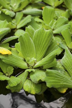 Pistia (dalış lahana) bitki