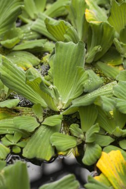 Pistia (dalış lahana) bitki