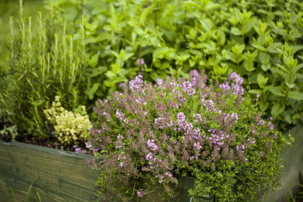 Tomilho (Thymus vulgaris ) — Fotografia de Stock