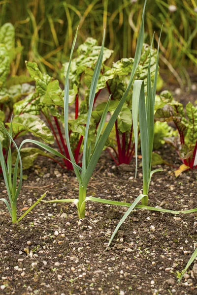 Biologische moestuin — Stockfoto