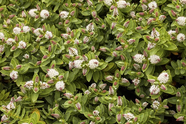 Grön blomma bakgrund — Stockfoto