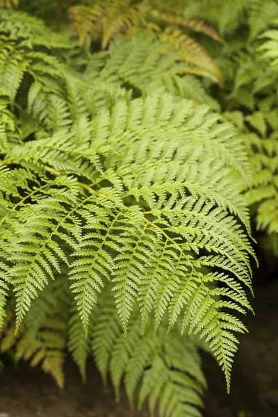 Tree Ferns (Austrália, Nova Zelândia ) — Fotografia de Stock