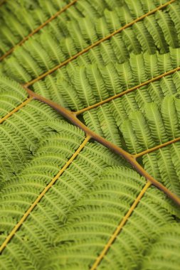 Ağaç Ferns (Avustralya, Yeni Zelanda)