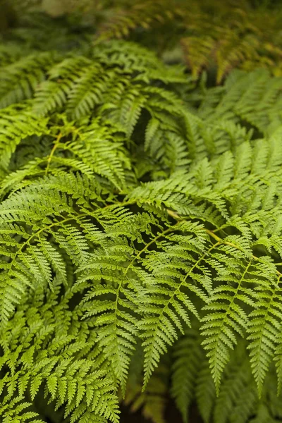 Tree Ferns (Austrália, Nova Zelândia ) — Fotografia de Stock